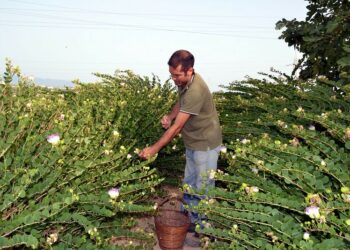 Un cappero contro la speculazione è quello di Selargius, nuovo Presidio Slow Food