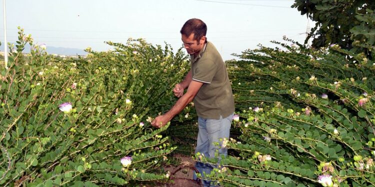 Un cappero contro la speculazione è quello di Selargius, nuovo Presidio Slow Food
