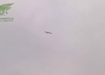 Il Corpo forestale di Nuoro è intervenuto a Olzai per la segnalazione di un grifone euroasiatico in difficoltà