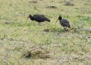 Nuoro: a “Sa Toba” un esemplare di Ibis eremita con il pullo