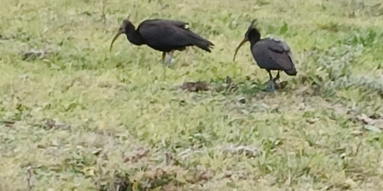 Nuoro: a “Sa Toba” un esemplare di Ibis eremita con il pullo