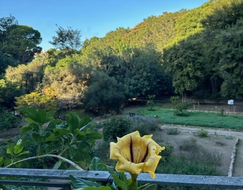 Cagliari: 2024 da record per l’Orto botanico