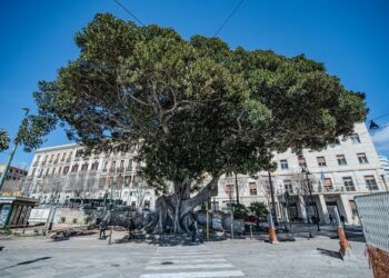 Cagliari: tre nuovi alberi nell’elenco regionale degli Alberi monumentali