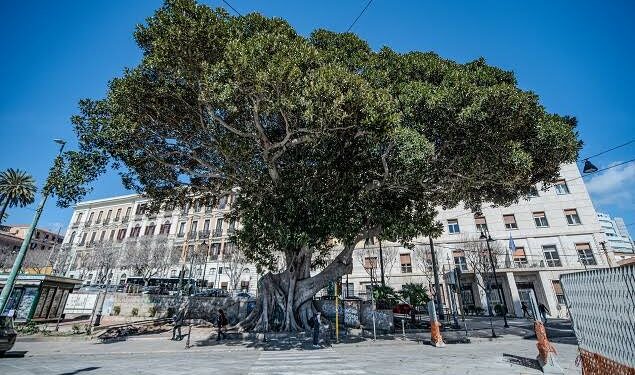 Cagliari: tre nuovi alberi nell’elenco regionale degli Alberi monumentali