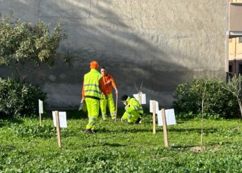 Quartu Sant’Elena: nuova piante da frutto in via Vico