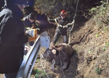 Bantine: un vitello cade in un pozzetto, salvato dai vigili del fuoco