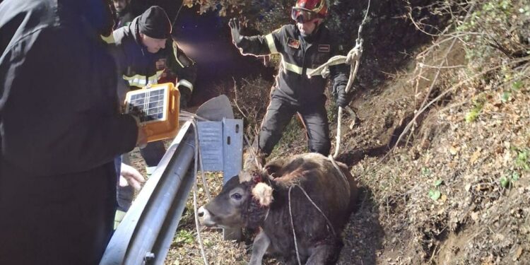 Bantine: un vitello cade in un pozzetto, salvato dai vigili del fuoco