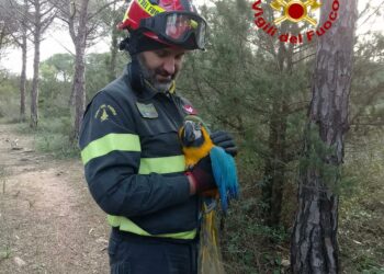 Orosei: salvato un pappagallo esotico a Cala Ginepro