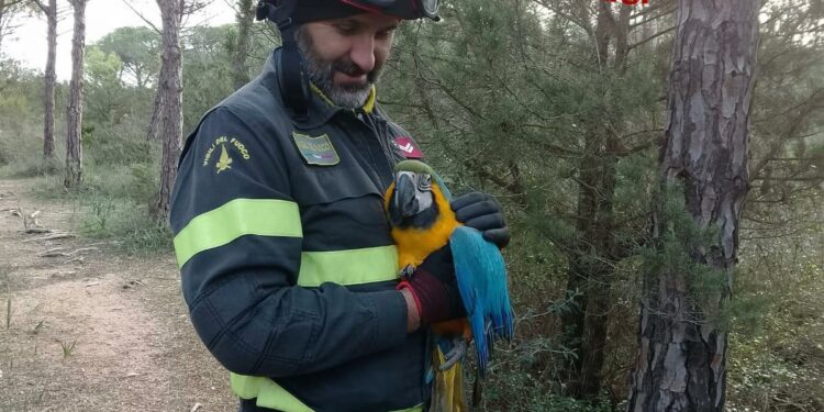 Orosei: salvato un pappagallo esotico a Cala Ginepro
