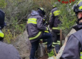 Berchidda: salvato un cane incastrato tra i blocchi di granito di una cava