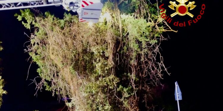 Sinnai: rimosso un cipresso pericolante sull’ex statale 125