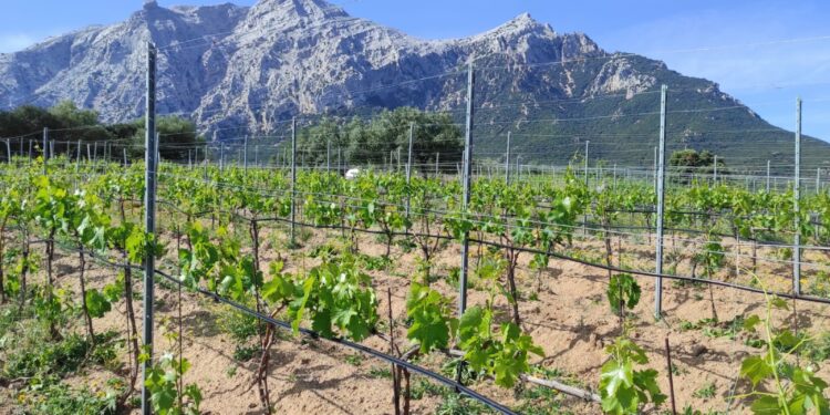 A Oliena il workshop conclusivo sulle filiere di vino e olio della Barbagia