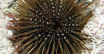 Il reparto del Corpo forestale di Trinità d’Agultu, in località Cala Sarraina, ha identificato un pescatore subacqueo non professionale privo di licenza e in possesso di circa 300 ricci di mare