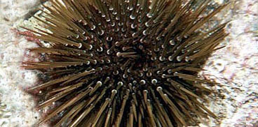 Il reparto del Corpo forestale di Trinità d’Agultu, in località Cala Sarraina, ha identificato un pescatore subacqueo non professionale privo di licenza e in possesso di circa 300 ricci di mare