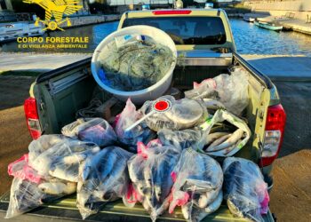 Il personale della stazione forestale e della base navale di Cagliari ha condotto un’operazione di contrasto al bracconaggio ittico nel canale di Terramaini-Mammarranca