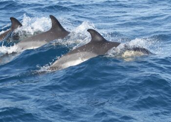 Sassari: al via il progetto “ImPelaghiamoci. Alla scoperta del Santuario Pelagos”