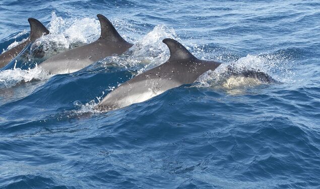 Sassari: al via il progetto “ImPelaghiamoci. Alla scoperta del Santuario Pelagos”
