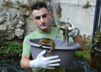 Infrastrutture artificiali e biodiversità: l’impegno di Sebastian Colnaghi per proteggere gli anfibi in Sardegna