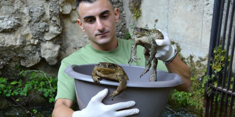 Infrastrutture artificiali e biodiversità: l’impegno di Sebastian Colnaghi per proteggere gli anfibi in Sardegna