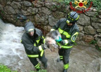 Jerzu: soccorso un cane precipitato in un canale