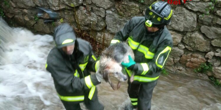 Jerzu: soccorso un cane precipitato in un canale