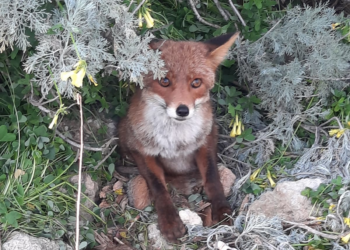 Il personale della stazione forestale di Cagliari ha soccorso una volpe in difficoltà