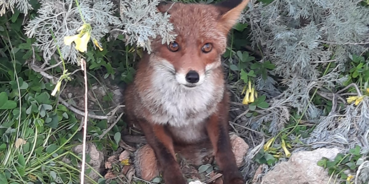 Il personale della stazione forestale di Cagliari ha soccorso una volpe in difficoltà