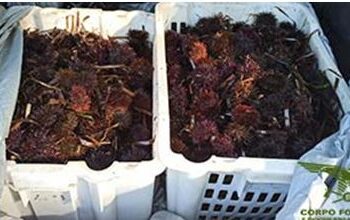 Nuovo sequestro di ricci di mare raccolti illegalmente a La Marinedda – Trinità d’Agultu