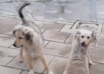 Porto Torres: i canili comunali saranno gestiti dalla Multiservizi Porto Torres S.r.l.