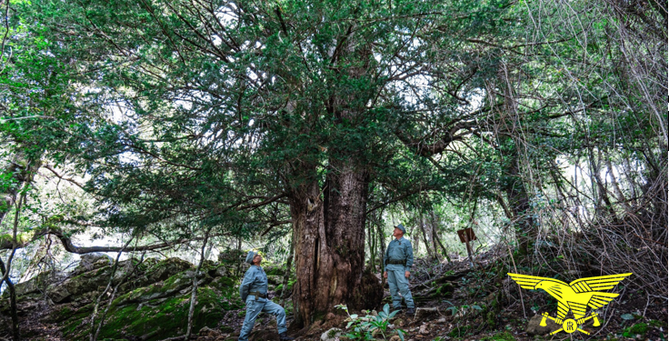 Il Tasso di Matari, a Urzulei, rappresenta l’Italia al “Contest european tree of the year 2025”