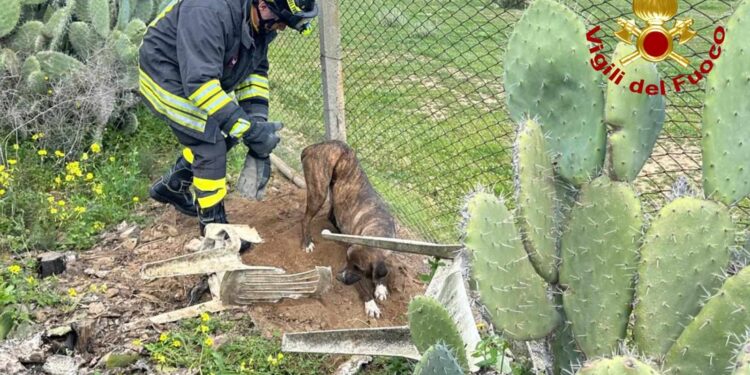 Assemini: rimane incastrato nel fino spinato di una recinzione, salvato un cane