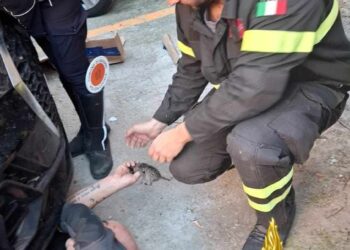 Sassari: salvati quattro gattini in via Turati