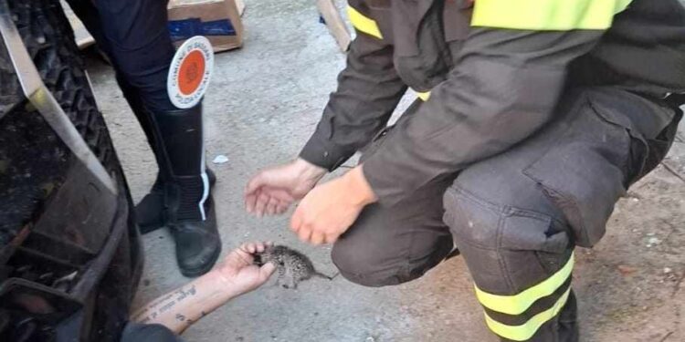 Sassari: salvati quattro gattini in via Turati