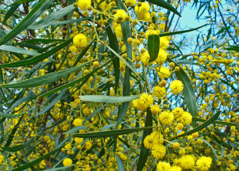 Venerdì 14 marzo l’iniziativa di formazione “BioBlitz” dedicata all’osservazione e allo studio della biodiversità nel parco di Tepilora