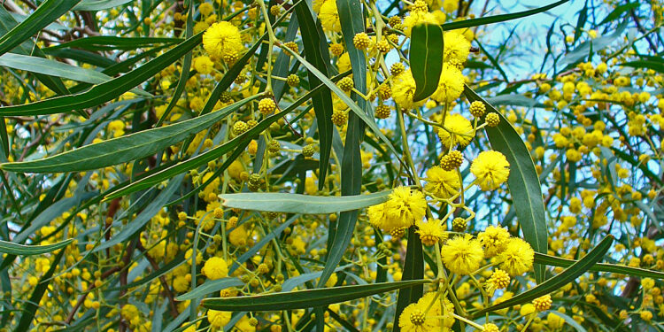 Venerdì 14 marzo l’iniziativa di formazione “BioBlitz” dedicata all’osservazione e allo studio della biodiversità nel parco di Tepilora