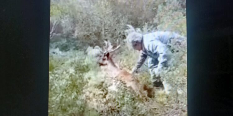 Il Corpo forestale di Guspini ha liberato un daino rimasto intrappolato nel filo spinato
