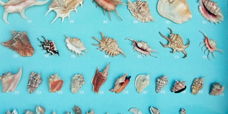 A Porto Torres le “Conchiglie all’Antiquarium”