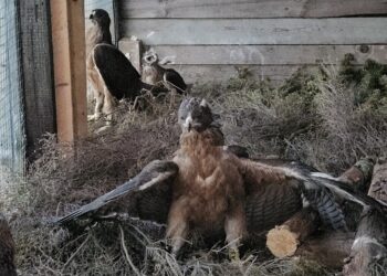 6 pulli provenienti dalla Spagna nella voliera pre rilascio del Parco di Tepilora