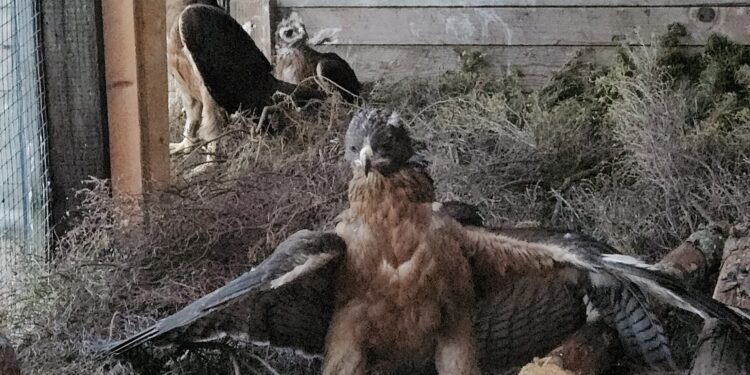 6 pulli provenienti dalla Spagna nella voliera pre rilascio del Parco di Tepilora