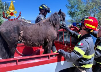 Bono: salvato un pony caduto dentro un canale di scolo