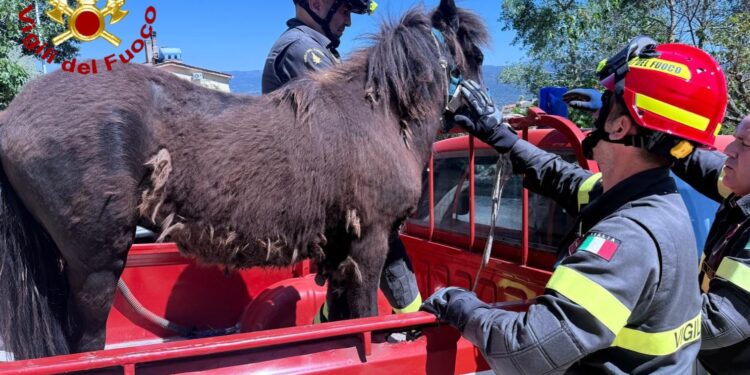 Bono: salvato un pony caduto dentro un canale di scolo