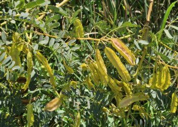 Venerdì 16 maggio, a Torpè, si terrà un nuovo appuntamento BioBlitz