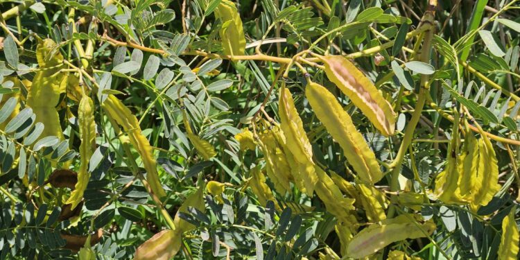 Venerdì 16 maggio, a Torpè, si terrà un nuovo appuntamento BioBlitz