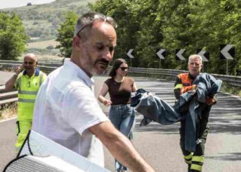 Giave: urtato da un’auto nella statale 131, salvato un giovane grifone 