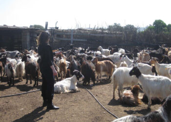 Ossi: Parco delle Arti di Molineddu l’Aria Performing Art Festival
