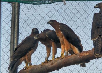 Sono stati liberati all’alba nel parco di Tepilora sette esemplari di Aquila di Bonelli, estinta in Sardegna alcuni decenni fa