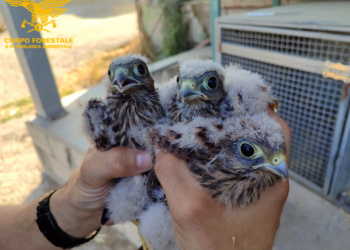 Siamanna: salvati tre pulli di gheppio