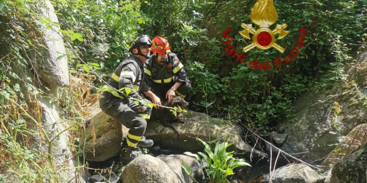Arzachena: un cane cade nel letto di un ruscello, salvato dai vigili del fuoco
