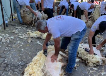 Montresta: successo per “Tundinde in Carrela de cregia”