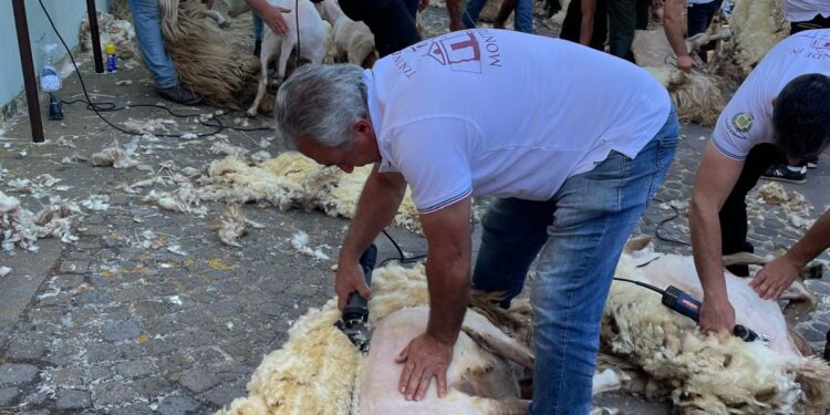 Montresta: successo per “Tundinde in Carrela de cregia”
